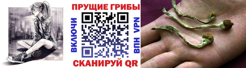 закладки  Зеленогорск  Псилоцибиновые грибы Psilocybine cubensis 